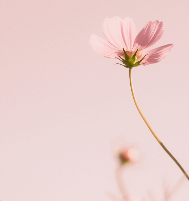 Image d&rsquo;une fleur rose