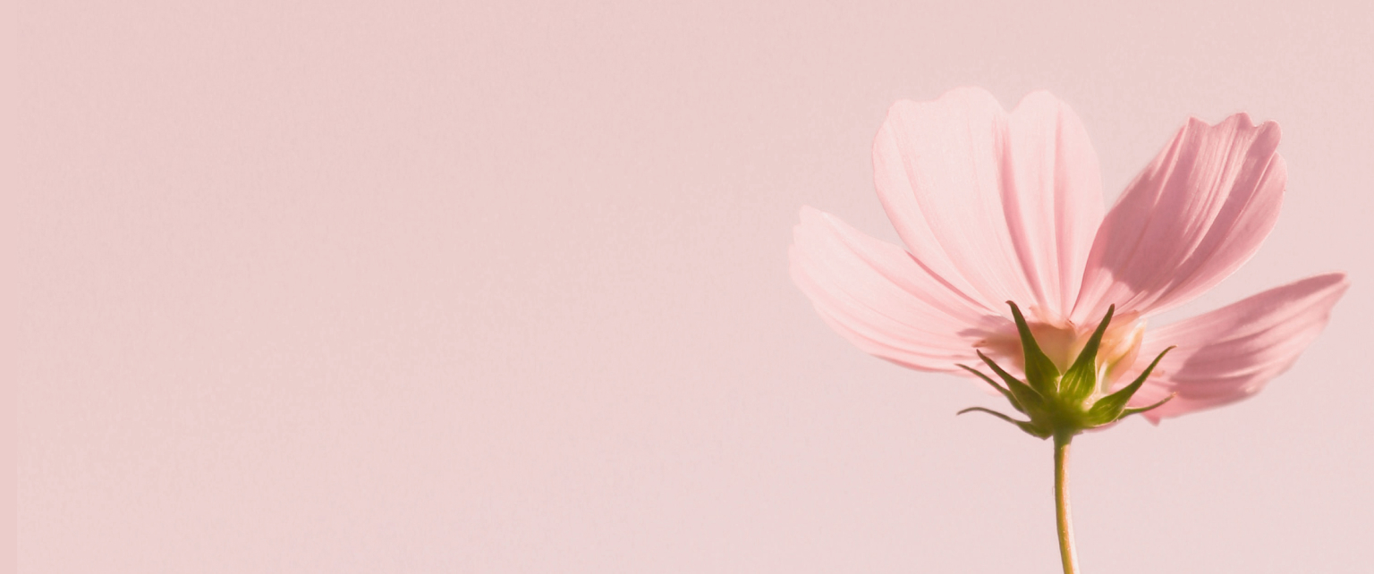Image d&rsquo;une fleur rose